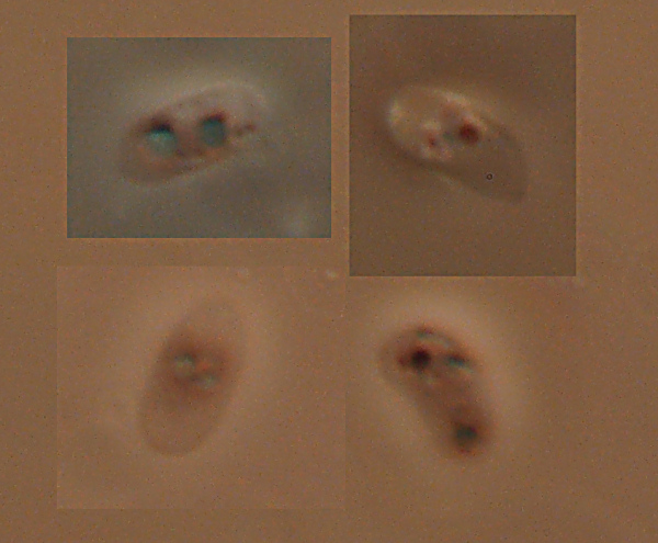 Una Crosta da studiare - foto 0423 (Phanerochaete sordida)